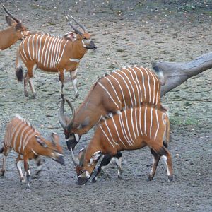 Bongo in Central African Republic