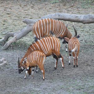 Bongo in Central African Republic