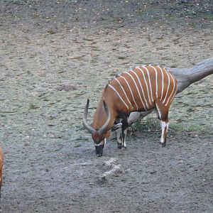 Bongo in Central African Republic