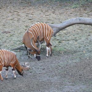 Bongo in Central African Republic