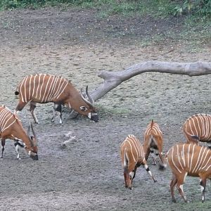 Bongo in Central African Republic