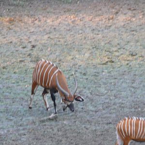 Bongo in Central African Republic