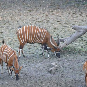 Bongo in Central African Republic