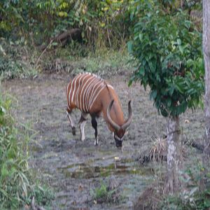 Bongo in Central African Republic