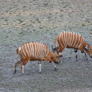 Bongo in Central African Republic