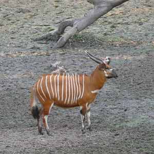 Bongo in Central African Republic