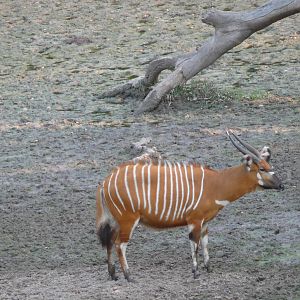 Bongo in Central African Republic