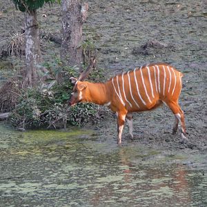 Bongo in Central African Republic