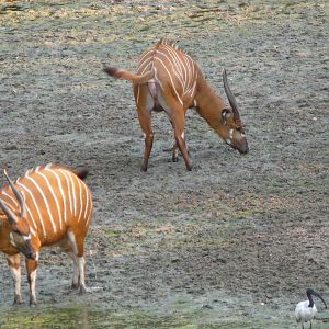 Bongo in Central African Republic