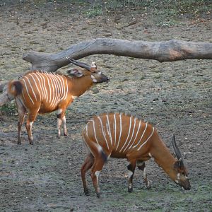 Bongo in Central African Republic