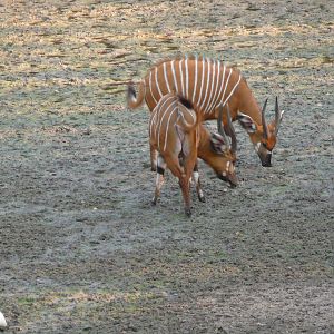 Bongo in Central African Republic