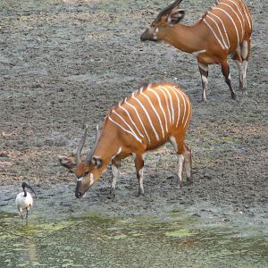 Bongo in Central African Republic