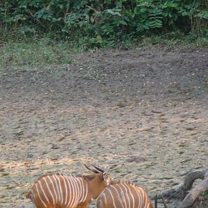 Bongo in Central African Republic