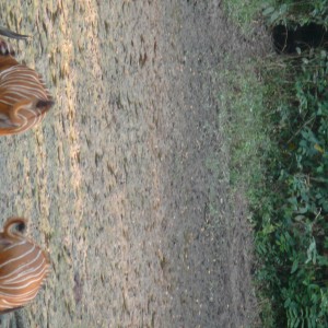 Bongo in Central African Republic