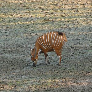 Bongo in Central African Republic