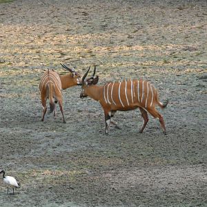 Bongo in Central African Republic