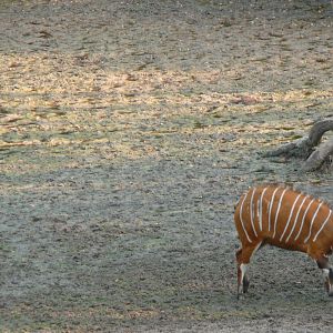 Bongo in Central African Republic