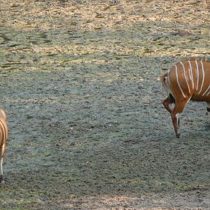 Bongo in Central African Republic