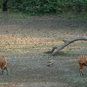 Bongo in Central African Republic