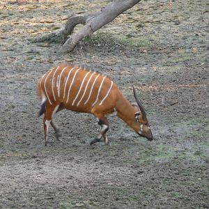 Bongo in Central African Republic