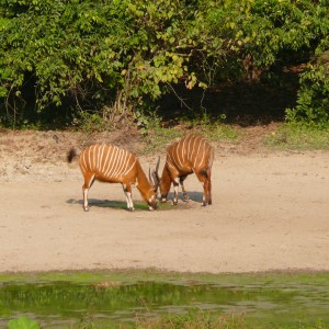 Bongo in Central African Republic