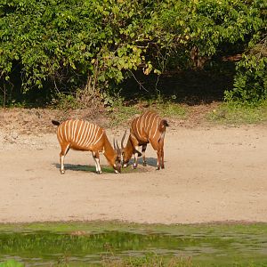 Bongo in Central African Republic