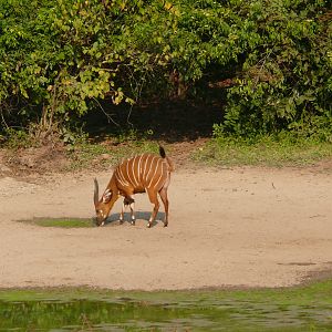 Bongo in Central African Republic