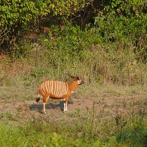 Bongo in Central African Republic