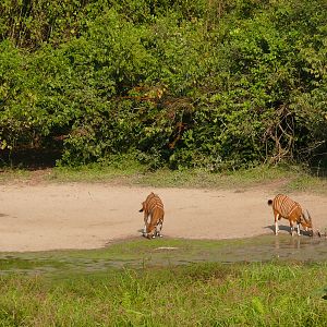 Bongo in Central African Republic