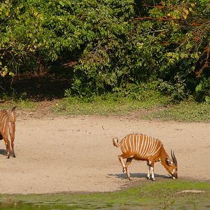 Bongo in Central African Republic