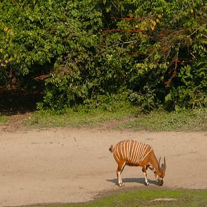 Bongo in Central African Republic