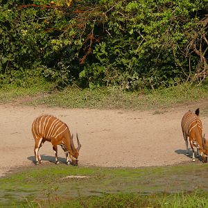 Bongo in Central African Republic