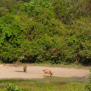 Bongo in Central African Republic