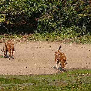 Bongo in Central African Republic