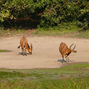 Bongo in Central African Republic