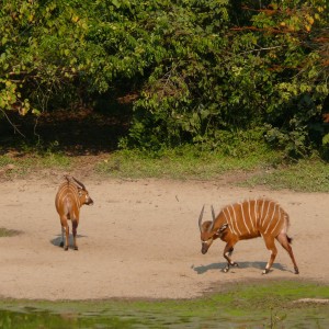 Bongo in Central African Republic