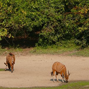 Bongo in Central African Republic