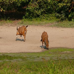 Bongo in Central African Republic