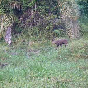 Western Sitatunga in C.A.R.