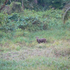 Western Sitatunga in C.A.R.