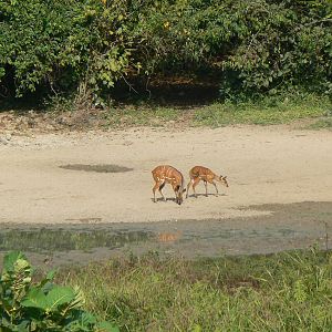 Harnessed Bushbuck in Central African Republic