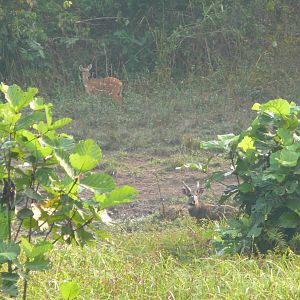 Harnessed Bushbuck in Central African Republic