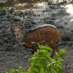 Harnessed Bushbuck in Central African Republic