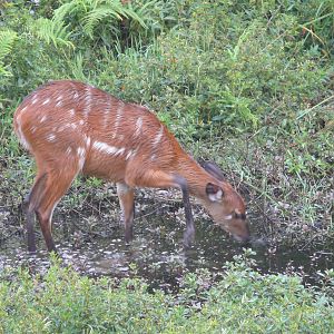 Harnessed Bushbuck in Central African Republic