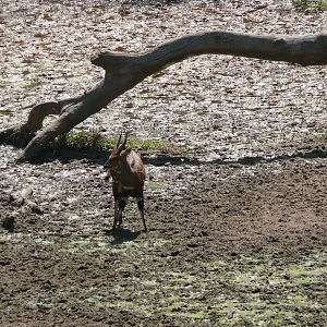 Harnessed Bushbuck in Central African Republic