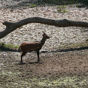 Harnessed Bushbuck in Central African Republic