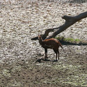 Harnessed Bushbuck in Central African Republic