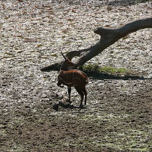 Harnessed Bushbuck in Central African Republic