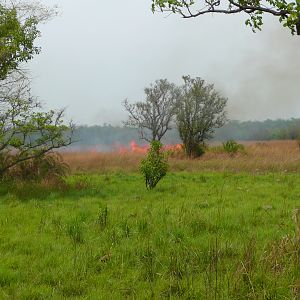 Bush Fires CAR