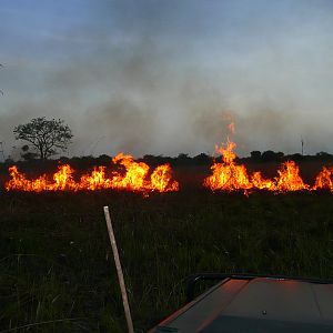 Bush Fires CAR